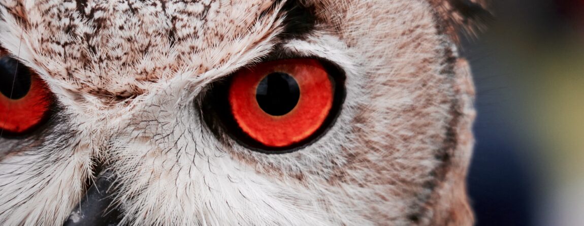 Disruptive Innovation